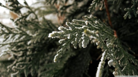 Fir tree branch - fir, frosty, leaves, frost, macro, abstract, branch, winter, frosted, photography, HD, tree, frozen, nature, pine, leaf, wallpaper