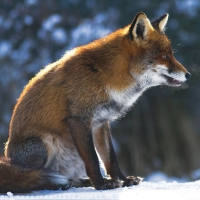 Smokin' fox
