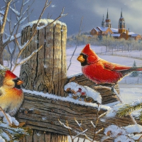 Winterbirds