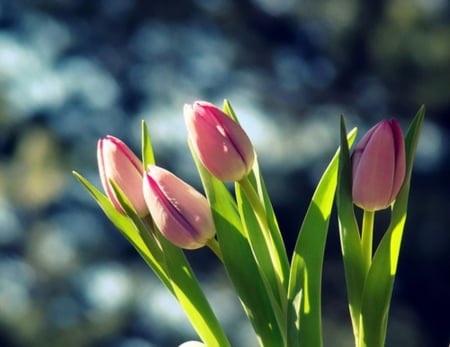 Pink Tulips - flowers, beautiful, nature, pink tulips