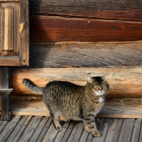 fat cat on a wooden porch hdr