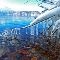 FROZEN BRANCH