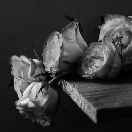 Forgotten Memories - flowers, roses, forgotten memories, beauty, black and white