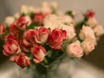 Beautiful Roses