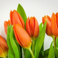 Orange Tulips