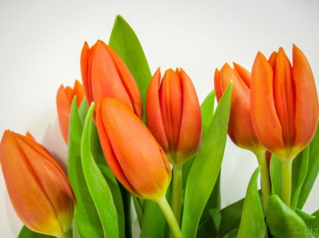 Orange Tulips - flowers, beautiful, orange, tulips