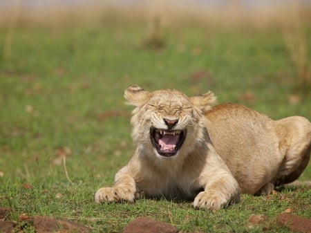 stupid lion !! - predator, lion, female, female lion, big cats, femal e, smiling lion