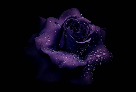 ♥Purple Kiss♥ for Luiza - purple, drops, rose, kiss, flower