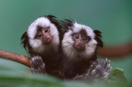 Geoffroys marmosets(twins) - two, together, same, as one