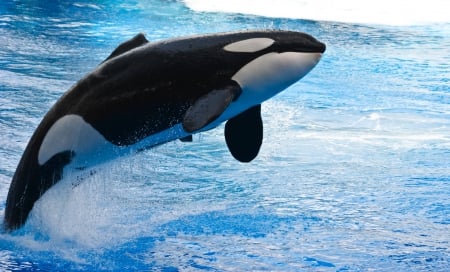 Orca - blackfish, marine, pods, killer whale