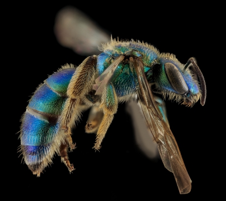 augochloripsis sumptuosa - national geographic, green, bee, blue