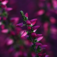 Purple Flowers