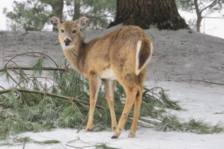 Hey!  I am eating my lunch!! Do Not Disturb! - pine, animal, field, deer, nature, snow