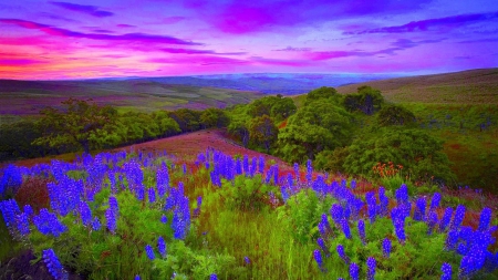 colored spring sunrise over wild lupins - clouds, flowers, spring, colors, valleylsunrise