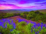 colored spring sunrise over wild lupins