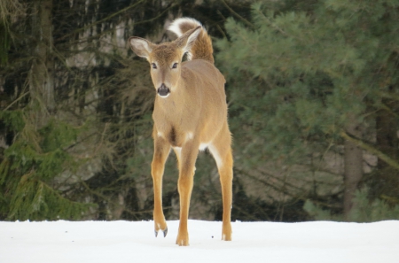 Off on my Own - animals, winter, field, deer, nature, snow