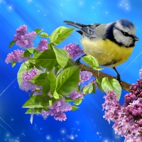 ~*~ Bird ~*~