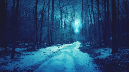 Blue forest - snow, forest, shadow, Blue