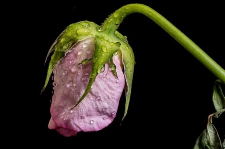 The best time behind - drops, water, beautiful, nature, bud, pink rose