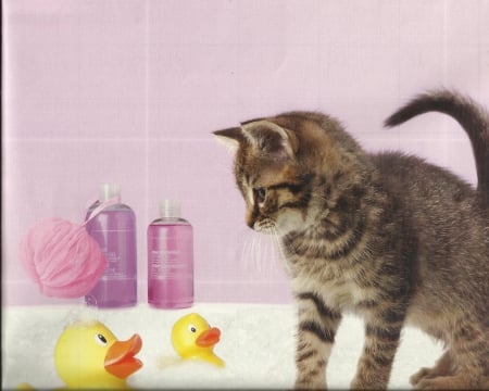 Kitten with rubber ducks - cute, rubber ducks, paws, kitten