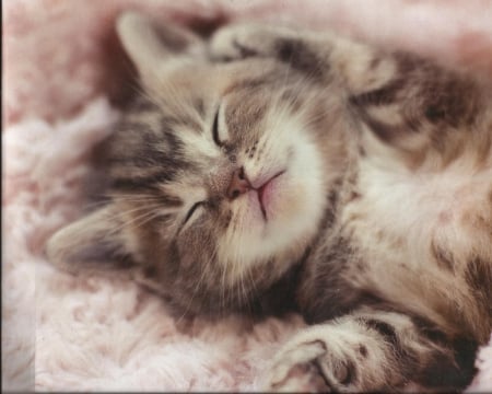 Kitten - cute, napping, paws, kitten