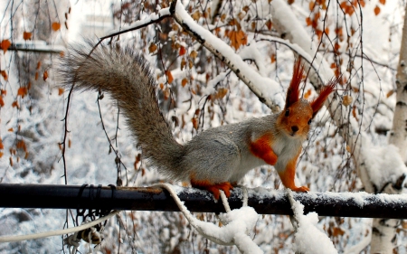 Squirrel - winter, forest, squirrel, animals