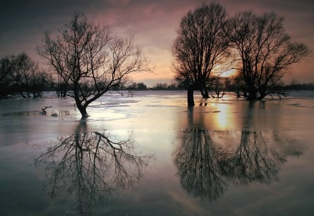 Winter Reflection at Sunset - ice, trees, reflection, water, sunset