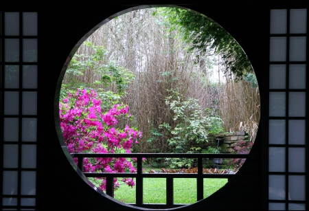 Nature's Beauty through a Window - Garden, Window, Forest, Nature