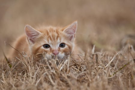 Cat - paws, face, pretty, cute, animals, beauty, beautiful, sweet, cat, sleeping, kitty, cats, kitten, hat, lovely, cat face