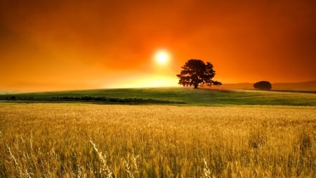 Wheat Field - grass, orange, tree, living, wheat, sunset, nature, field, golden, country, sun, sky