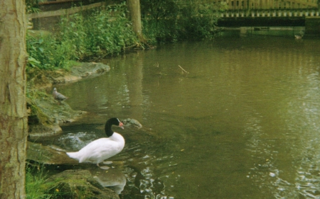 Black-Necked Swan near lake. - swan, nature, restful, lake, black-necked, relax