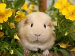 Guinea pig