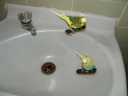 SKATE BOARDING - two, skate, boarding, birds