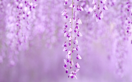 Wisteria - wisteria, flower, pink, summer