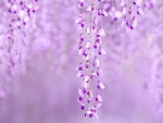 Wisteria