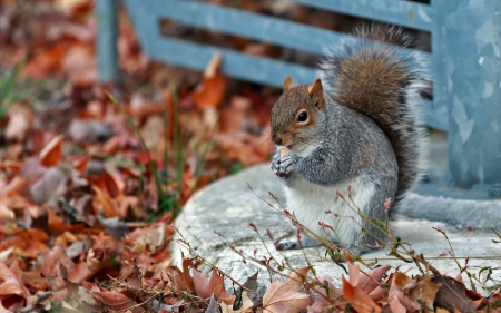 Squirrel - tail, wildlife, wild animals, wallpaper, cute, mammals, adorable, squirrel, leaf, wild, nature, park, autumn, red, fall, animal, animals, rodent, sweet, hd, wilderness, blue, fluffy