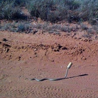 SNAKE CAUGHT IN CAN