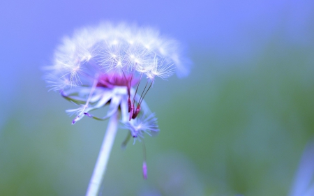 Dandelion - flower, dandelion, pink, macro, seeds, green