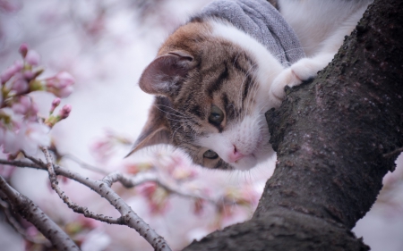 Enjoying the spring - cherry blossom, cat, pink, branch, animal, tree, flower