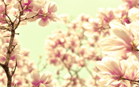 Magnolia - flower, pink, spring, branch, magnolia