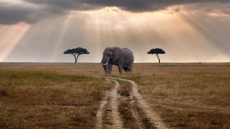 elephant waiting for a bus on the savanna - sunbeams, elephant, trees, savanna, clouds, road