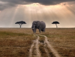 elephant waiting for a bus on the savanna