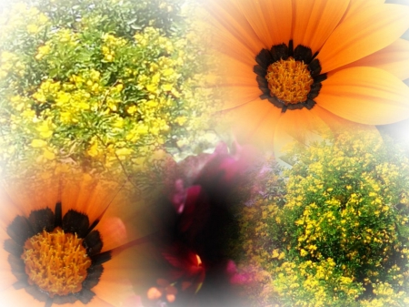 MY FLOWERS COLLAGE - collage, orange, flower, yellow