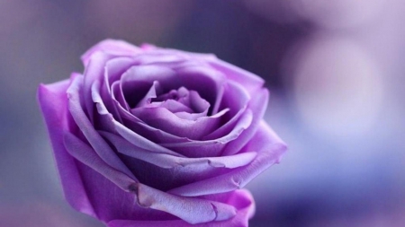 Purple Rose! - nature, purple, flowers, rose