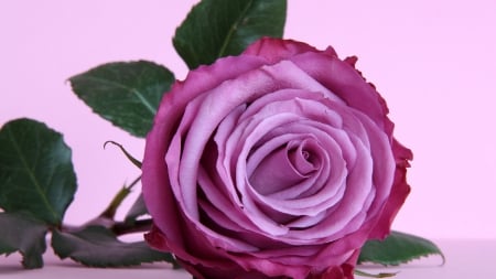 Gorgeous Rose!