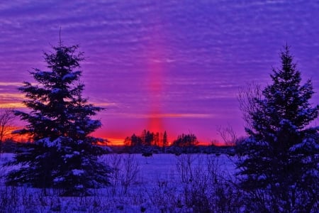 Winter Sunset - firs, sky, landscape, clouds, colors, un