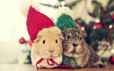 Guinea Pig - Guinea, animal, Pig, photography