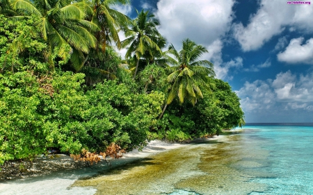 Perfect Beach Escape - beach, trees, pacific, paradise, perfect, white, coral, lagoon, holiday, south, sand, ocean, islands, tropical, reef, palm, exotic, blue, island, sea