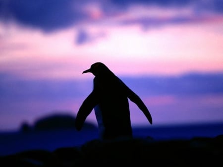 Penguin at dawn - wildlife, animals, penguon, wallpaper, nature, siluette, dawn, wild, south, antarctic, sweet, cute, shadow, birds