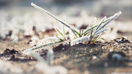 Fresh frozen grass - winter, frosted, photography, snow, frosty, HD, grass, ice, frozen, nature, macro, frost, wallpaper